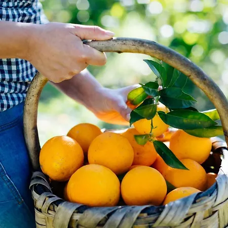 Monticelli Mansion Szálloda Casola di Napoli